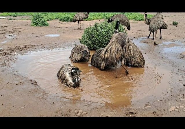 Emu Spa Bath