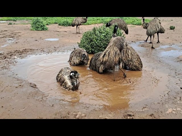 Emu Spa Bath