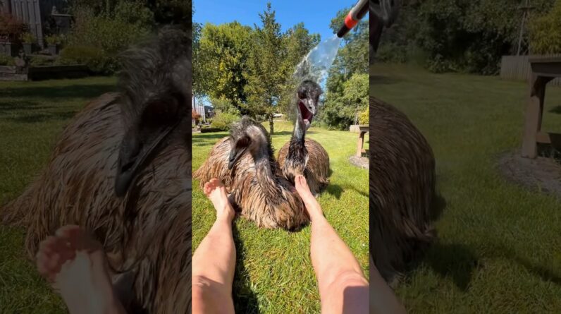 Lets shower with the Emus 🥰💦 #emu #birds #animals