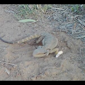 Bearded Dragon egg laying in  burrow dug in the wild