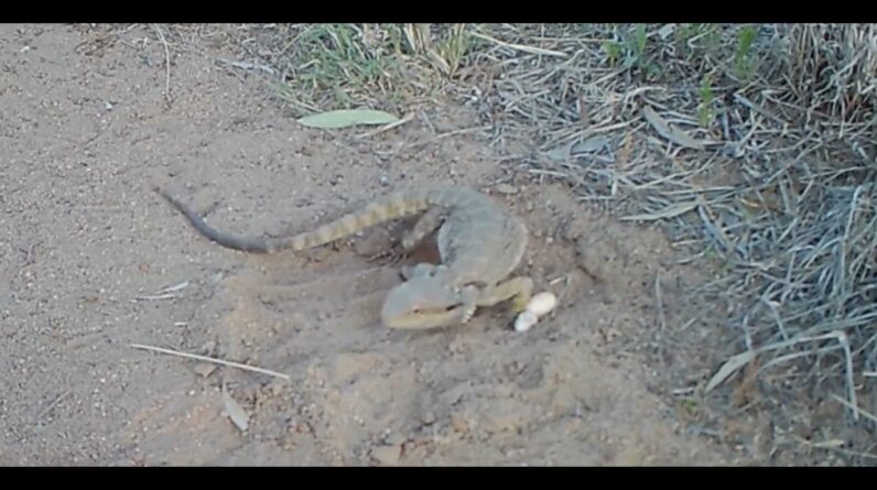 Bearded Dragon egg laying in  burrow dug in the wild