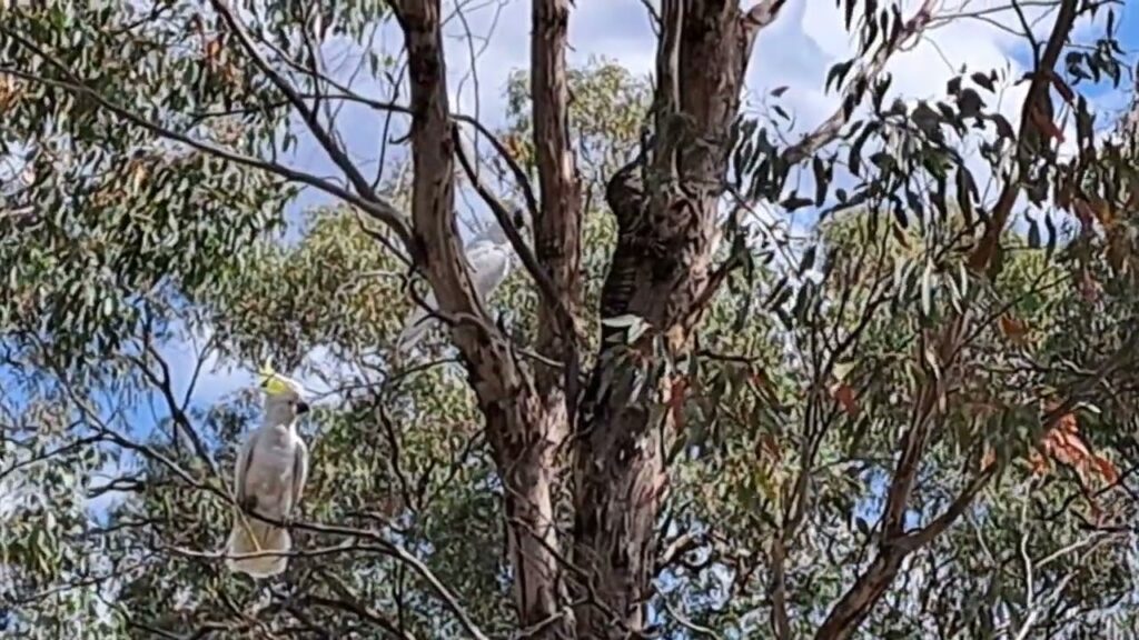 White Cockatoos then Apostlebirds remove Goanna from tree