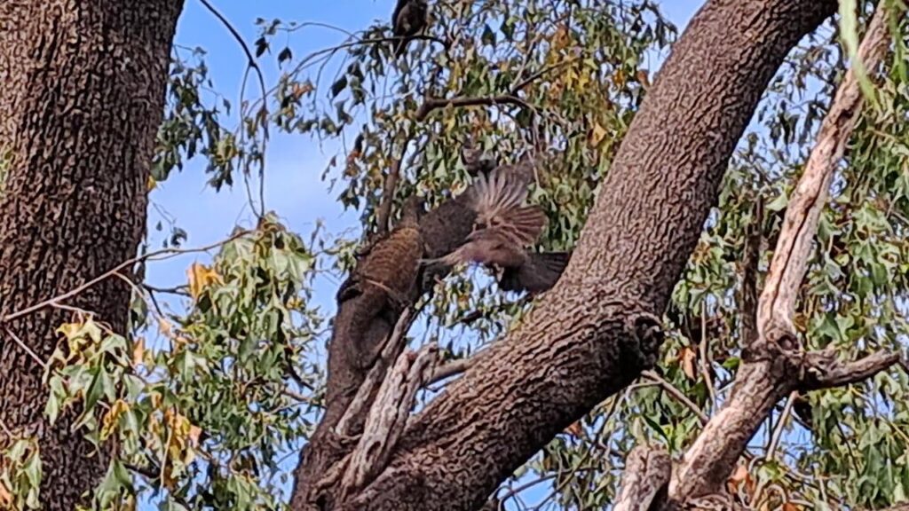 Apostlebirds Defend nest by attacking goanna