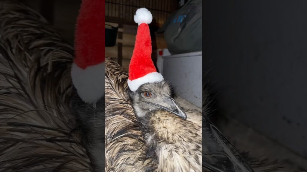 Christmas Floki ♥️🎄 #emu #birds #christmas