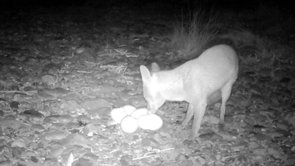 Fox and cat  stand off for emu eggs