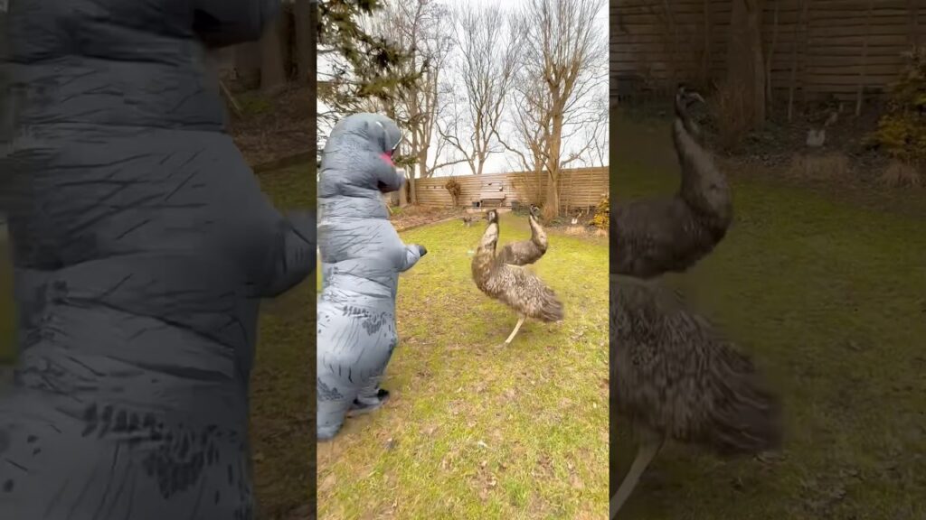 FLOKI, ECHO en Wolf hebben een ZOOMIESPARTY met een Dino 🤪🤪🤪 #emu #emoe #dieren