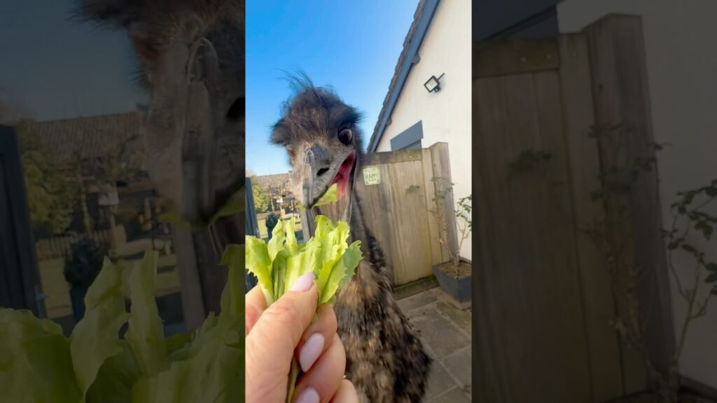 Echo is wat ONGEDULDIG 🤣🥰 #cute  #emu #birds #animals