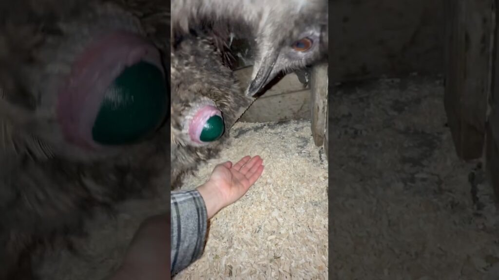 Emu Echo lays her 19th egg #emu #birds #animals