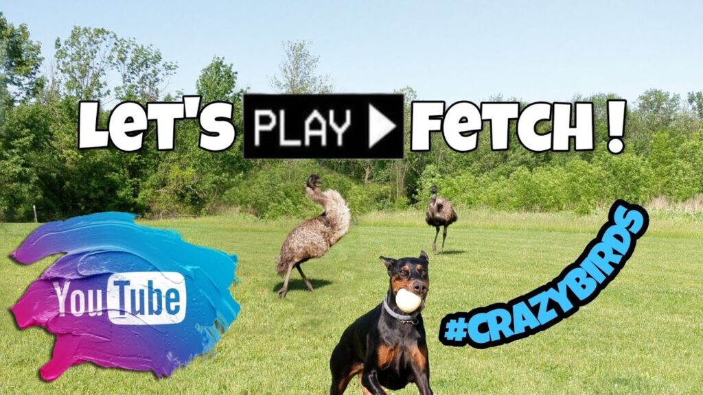 Emus chase and play with a Dog during game of Fetch