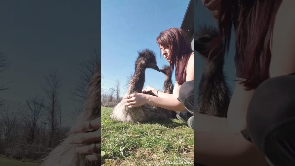 How to pet an emu