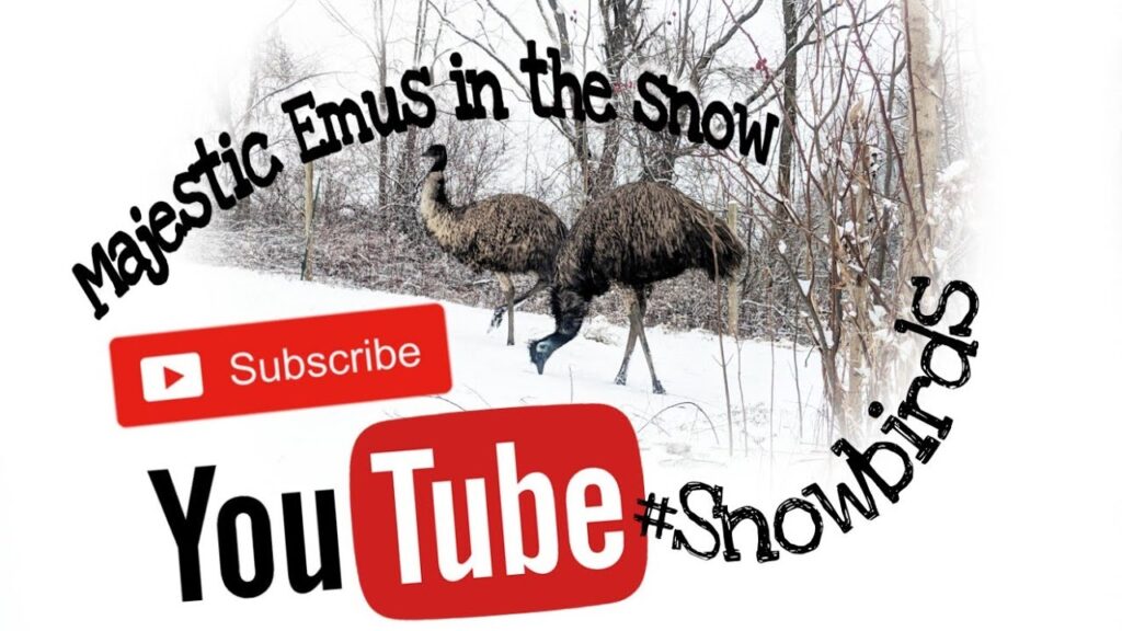 Majestic Emus in the snow on a Peaceful walk