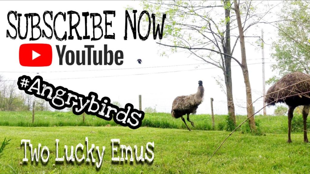 Most Epic Emu Dance off Ever