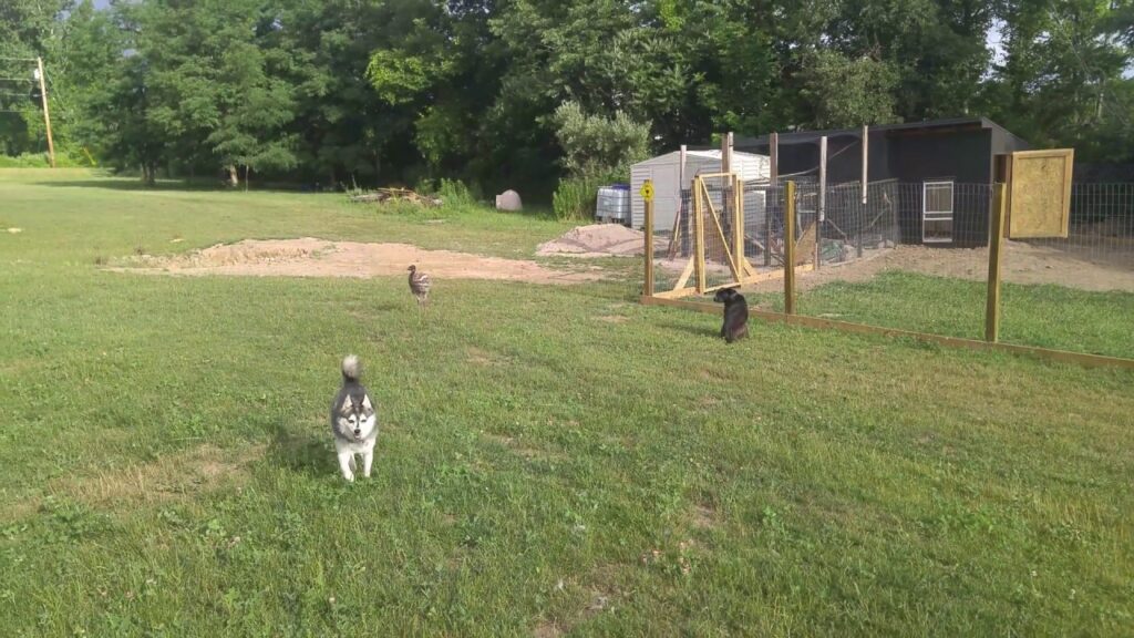 Dog does not know what to think about two crazy emus named Phoenix and Stella