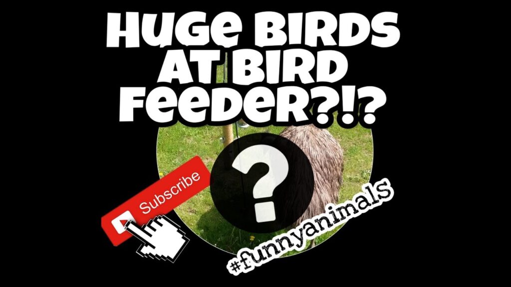 Unidentified Large birds Spotted at bird Feeder - Funny