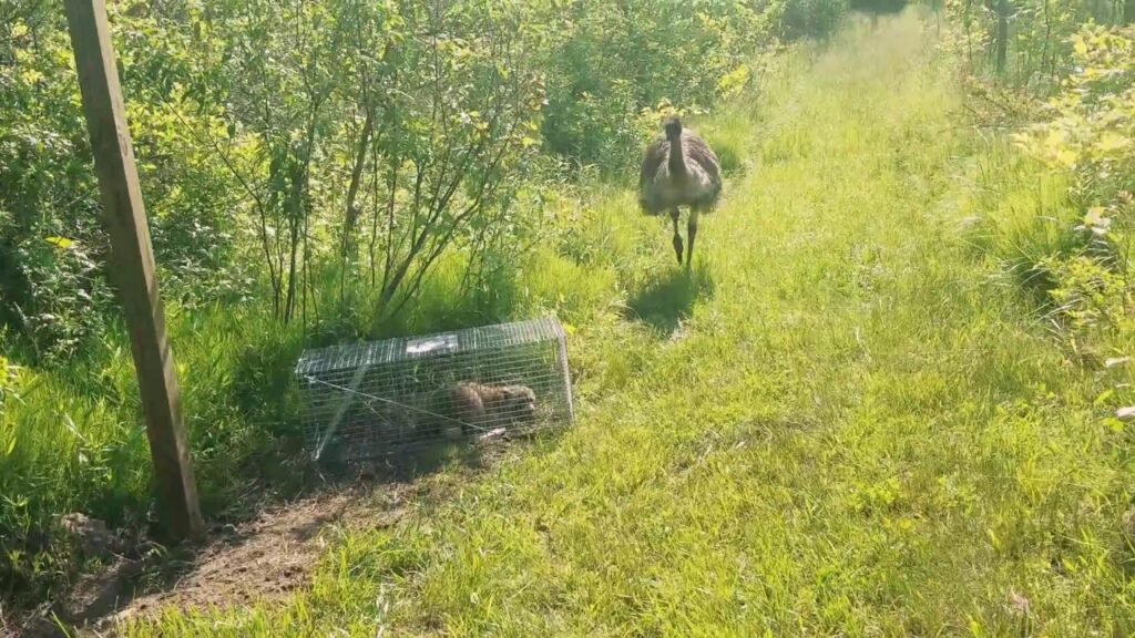 Unsuspecting emu experiences a not so friendly greeting