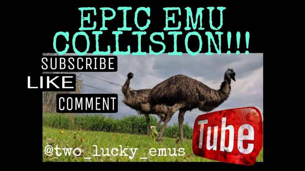 When Emus Collide