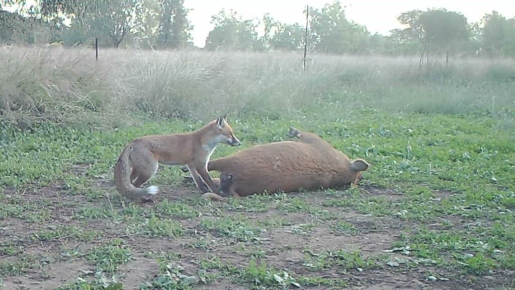 Raven swoops fox for pig