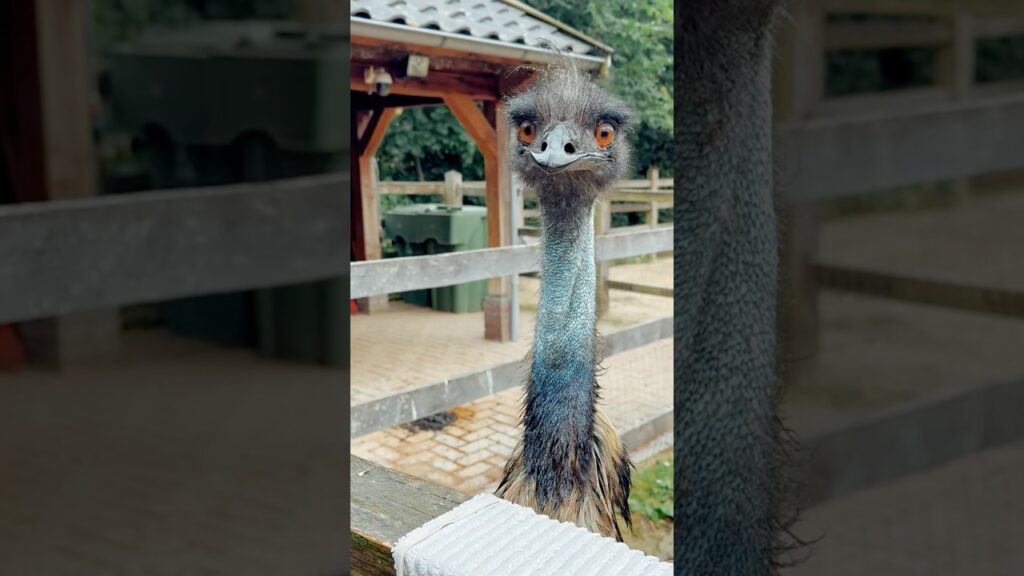 DINO WASHULPJES 😂 #emu #birds #animals